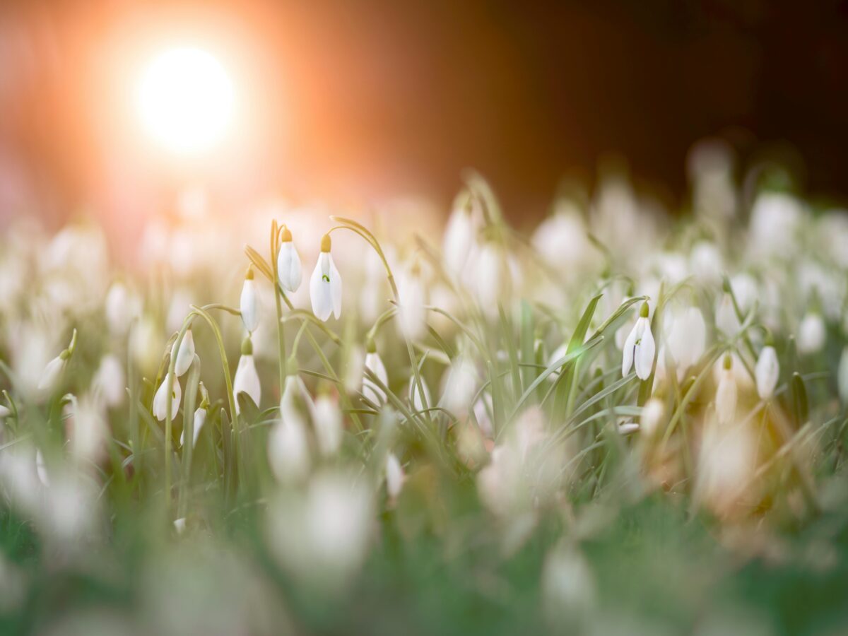 Flores blancas en un campo y Primavera en Calella