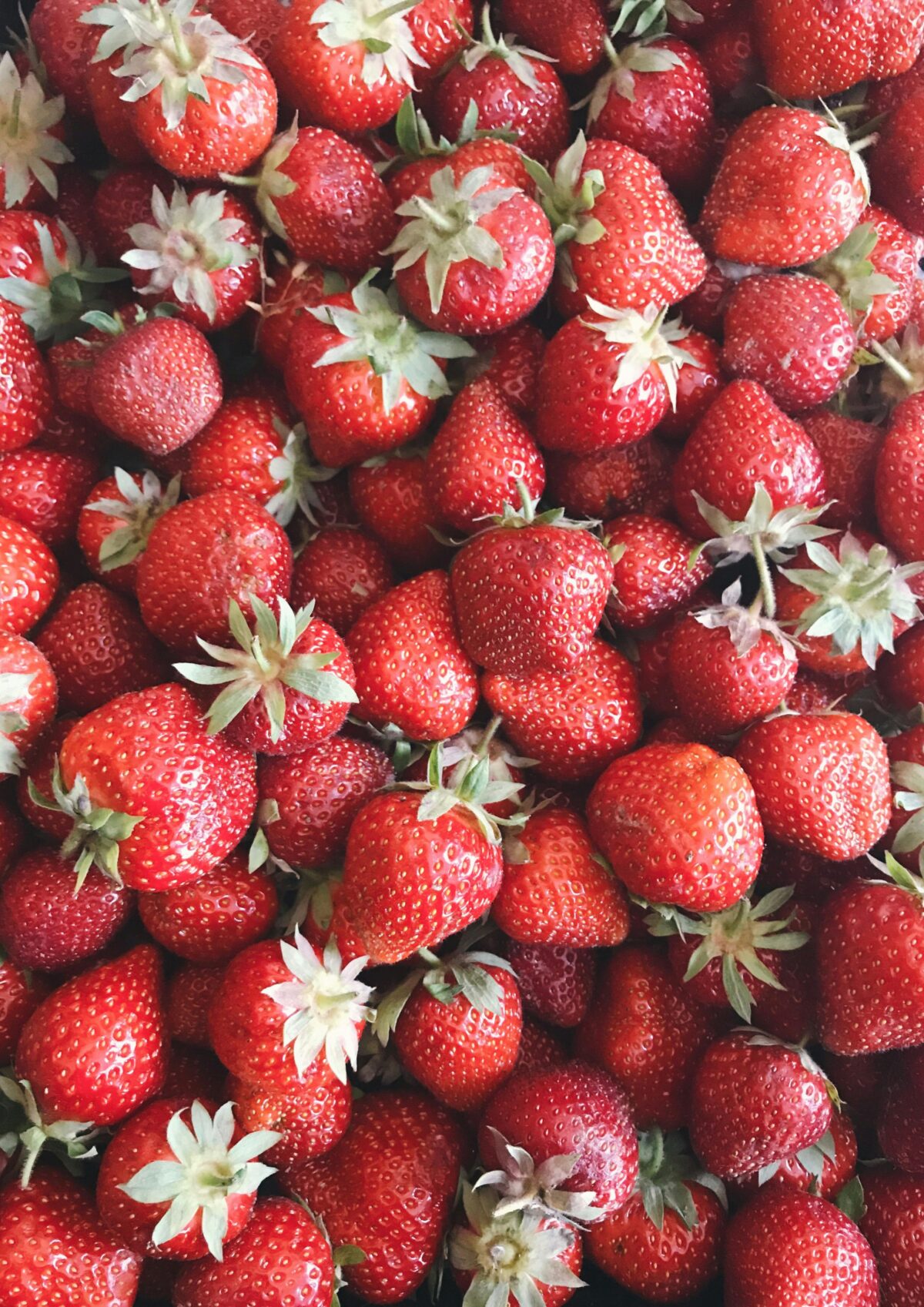 Fresas de Calella para la temporada de fresas del Maresme en mayo 2025