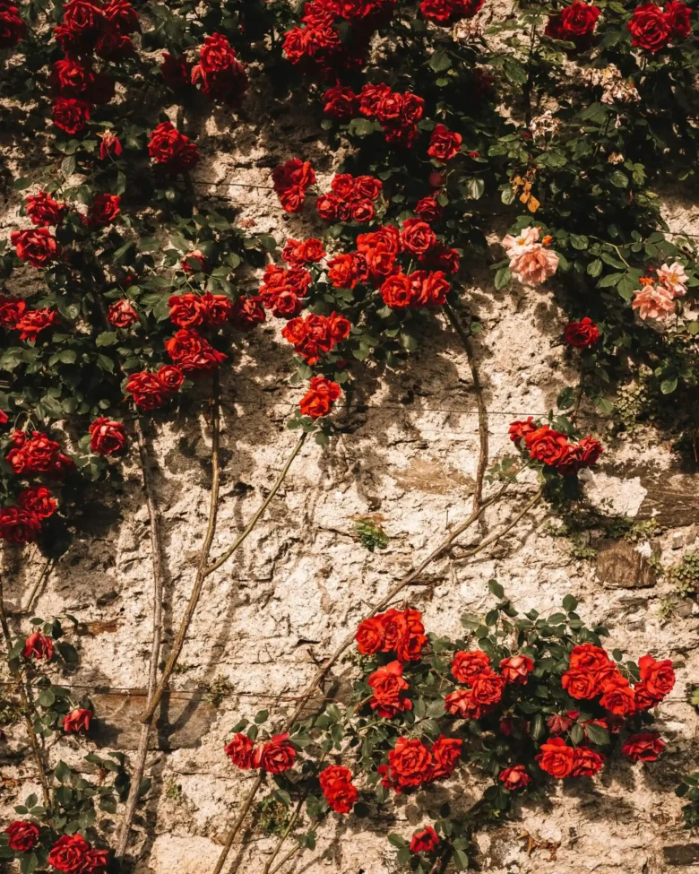 moments de flors calella barcelona