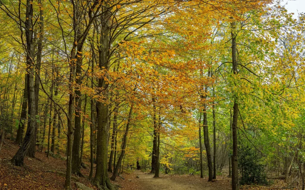 Montseny